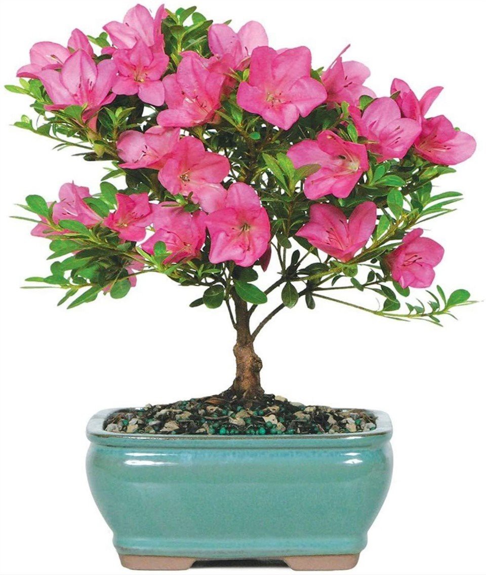 Azalea (Rododendron)